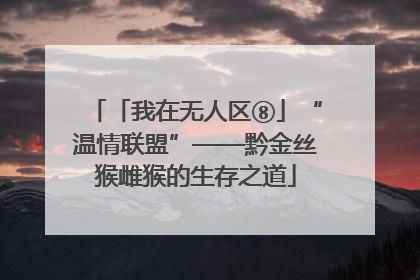 「我在无人区⑧」“温情联盟”——黔金丝猴雌猴的生存之道
