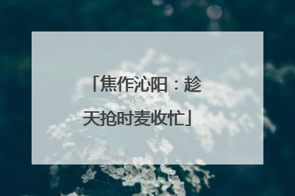 焦作沁阳：趁天抢时麦收忙