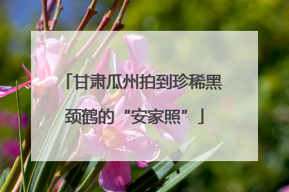 甘肃瓜州拍到珍稀黑颈鹤的“安家照”