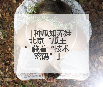 种瓜如养娃 北京“瓜王”藏着“技术密码”