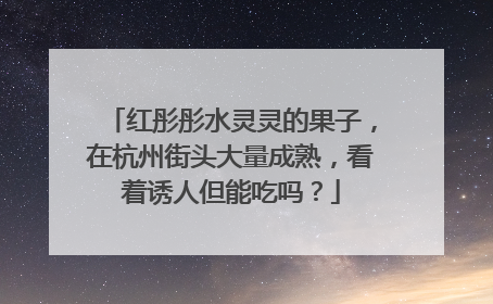 红彤彤水灵灵的果子，在杭州街头大量成熟，看着诱人但能吃吗？