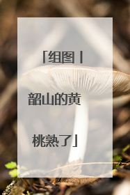 组图丨韶山的黄桃熟了