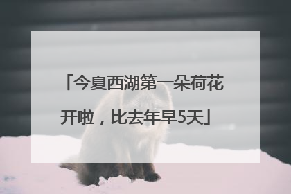 今夏西湖第一朵荷花开啦，比去年早5天