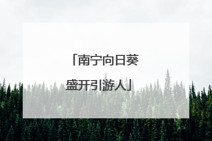 南宁向日葵盛开引游人