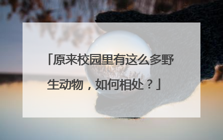 原来校园里有这么多野生动物，如何相处？
