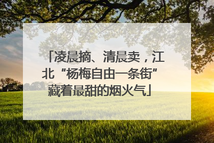 凌晨摘、清晨卖，江北“杨梅自由一条街”藏着最甜的烟火气