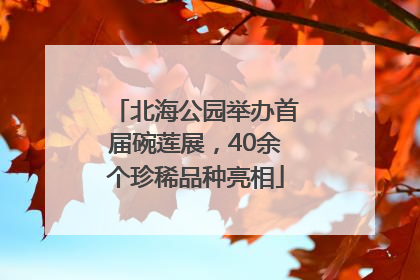 北海公园举办首届碗莲展，40余个珍稀品种亮相