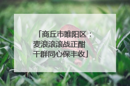 商丘市睢阳区：麦浪滚滚战正酣 干群同心保丰收