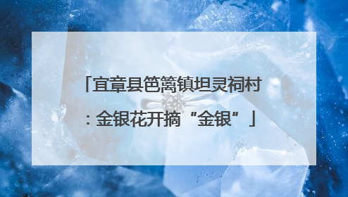 宜章县笆篱镇坦灵祠村：金银花开摘“金银”