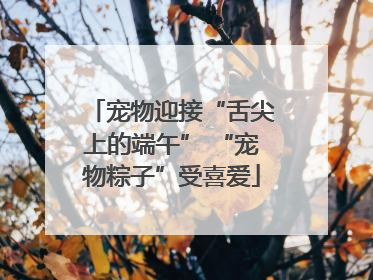 宠物迎接“舌尖上的端午” “宠物粽子”受喜爱