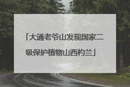 大通老爷山发现国家二级保护植物山西杓兰