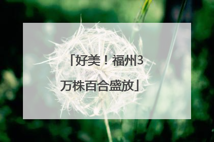 好美！福州3万株百合盛放