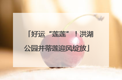 好运“莲莲”！洪湖公园并蒂莲迎风绽放