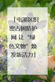 屯溪区织密古树防护网 让“绿色文物”焕发新活力