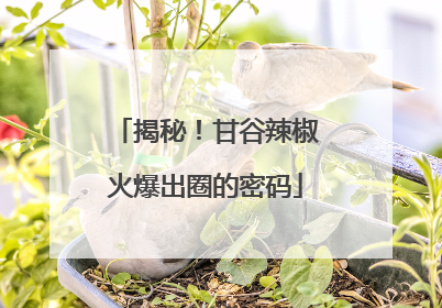 揭秘！甘谷辣椒火爆出圈的密码