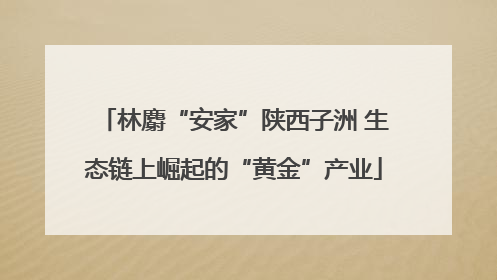 林麝“安家”陕西子洲 生态链上崛起的“黄金”产业