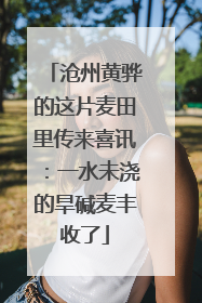 沧州黄骅的这片麦田里传来喜讯：一水未浇的旱碱麦丰收了