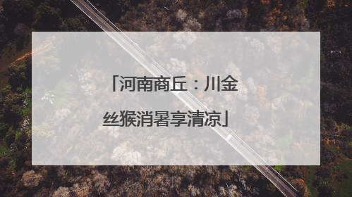 河南商丘：川金丝猴消暑享清凉