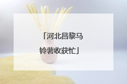 河北昌黎马铃薯收获忙