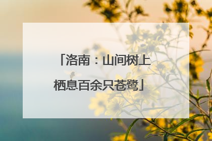 洛南：山间树上栖息百余只苍鹭
