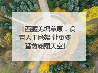 西藏羌塘草原：设置人工鹰架 让更多猛禽翱翔天空