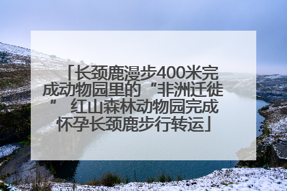 长颈鹿漫步400米完成动物园里的“非洲迁徙” 红山森林动物园完成怀孕长颈鹿步行转运
