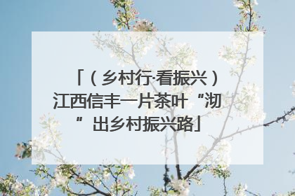 （乡村行·看振兴）江西信丰一片茶叶“沏”出乡村振兴路